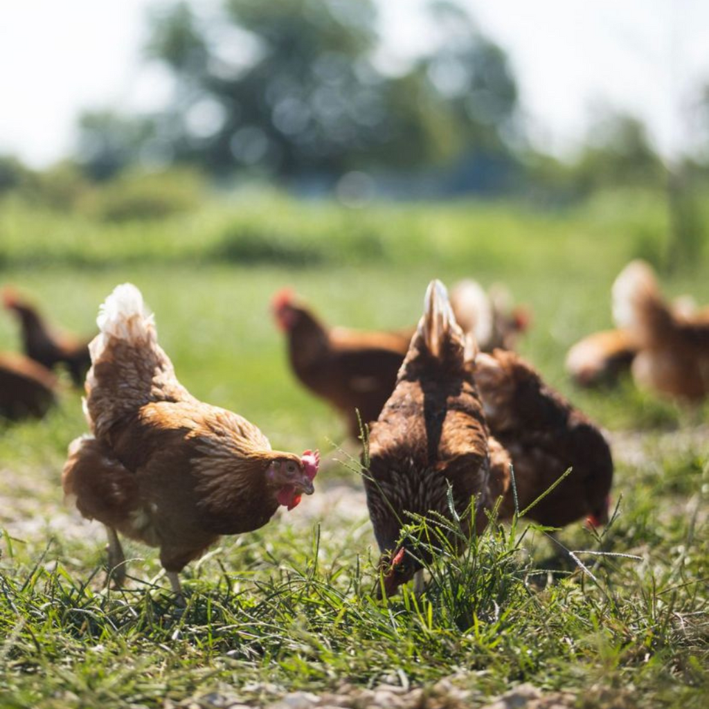 Huevos de Gallinas Libres: ¡La elección para comer bien y hacer un mundo mejor!