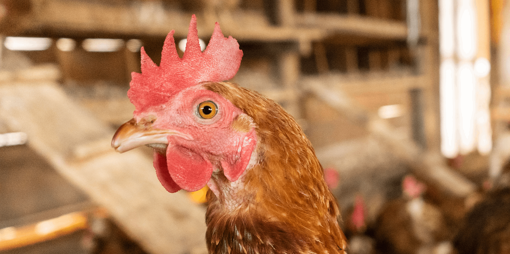 Huevos de gallina libre en Chile: beneficios, diferencias y bienestar animal