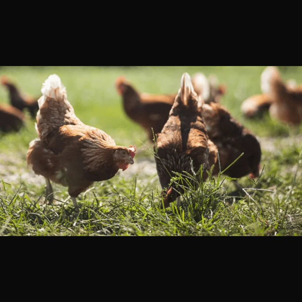 Huevos de Gallinas Libres: ¡La elección para comer bien y hacer un mundo mejor! - Huevos La Campestre