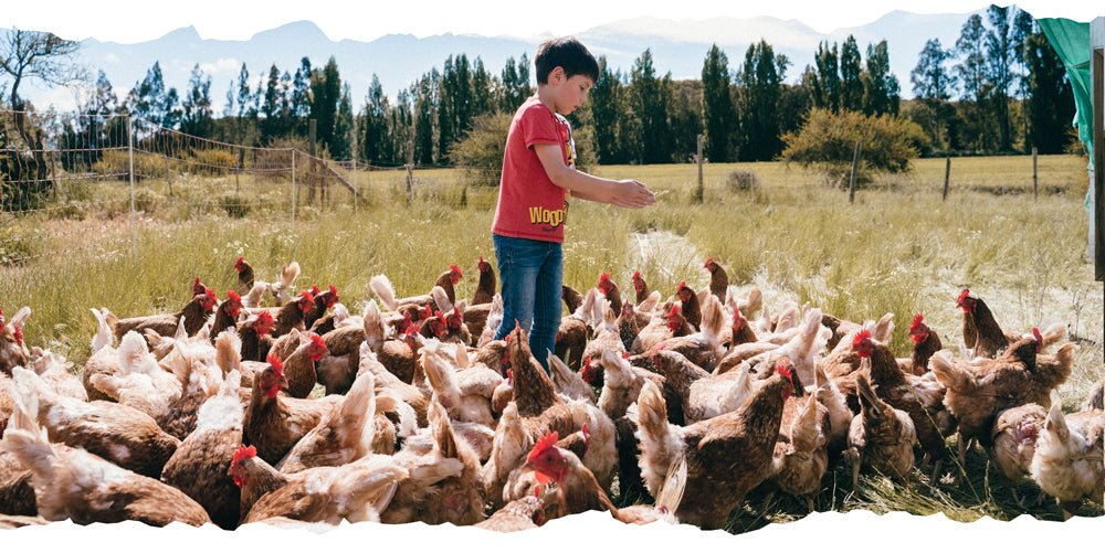 Industria avícola: Volver a conectar con lo natural - Huevos La Campestre
