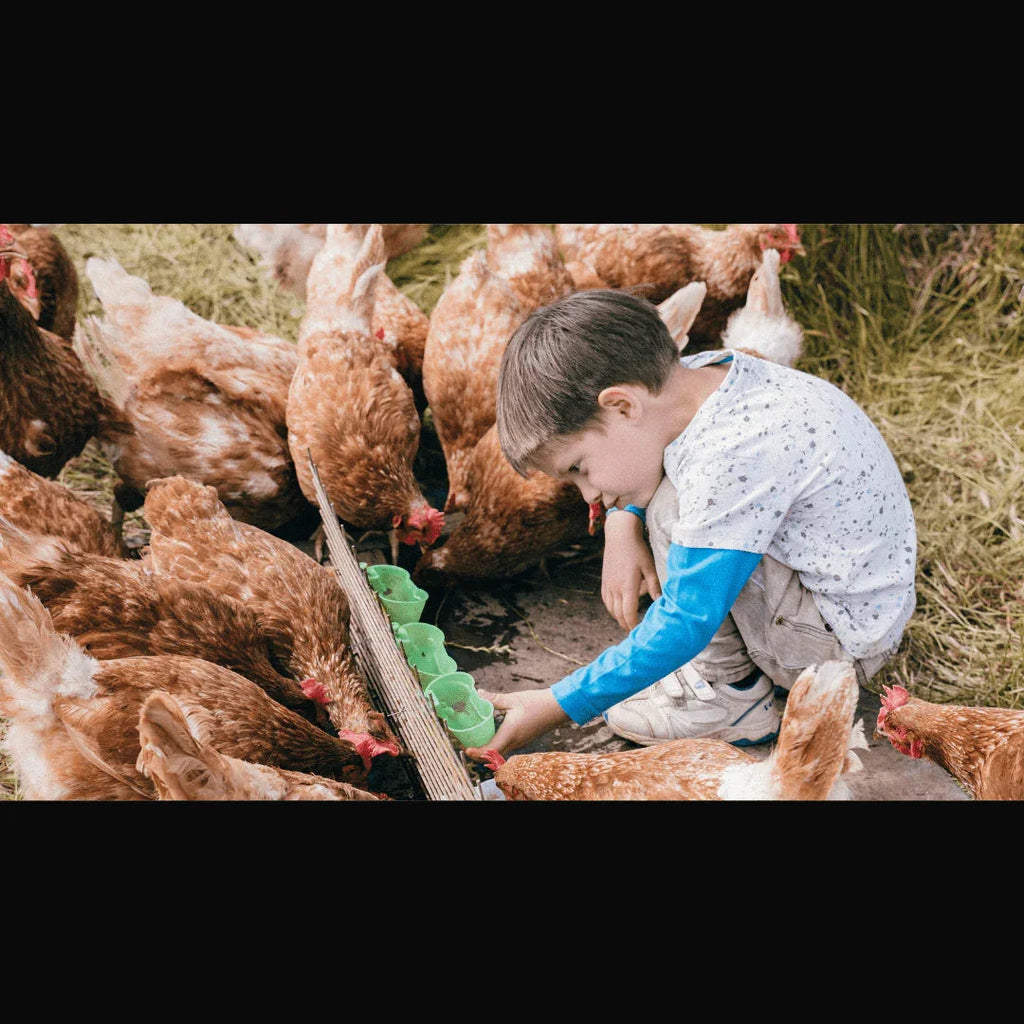 La Dieta: El Secreto para Huevos Saludables y Gallinas Felices - Huevos La Campestre